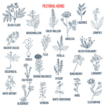Set of pectoral herbs