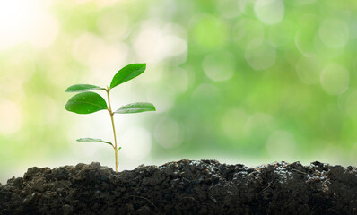 Green small tree growing memes, natural green background, bokeh concept, love the world and reduce global warming.