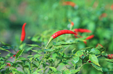 Close up Red chili peppers on the tree in garden.