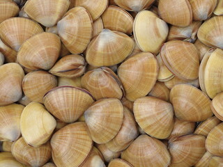 animal, asian, background, bivalve, carpet, clam, close, cuisine, delicious, displayed, food, fresh, gourmet, green, group, health, healthy, horizontal, isolated, life, live, lunch, market, material, 