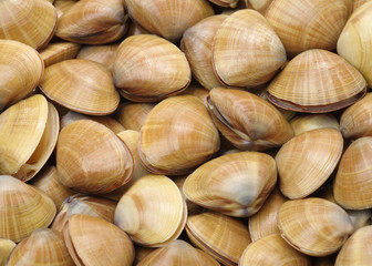 animal, asian, background, bivalve, carpet, clam, close, cuisine, delicious, displayed, food, fresh, gourmet, green, group, health, healthy, horizontal, isolated, life, live, lunch, market, material, 