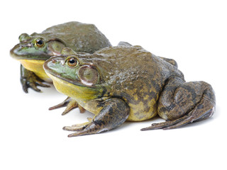 Bullfrog, Rana catesbeiana, against white background, studio shot