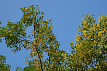 Golden wattle and chinaberry tree with blue sky