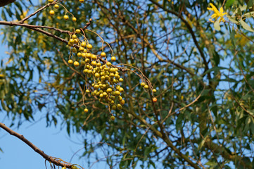 Ripe bunches of chinaberry fruits hang on trees. Melia azedarach