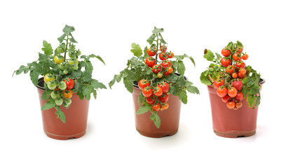 Fototapeta na wymiar Fresh cherry tomato plant in a jar on white background