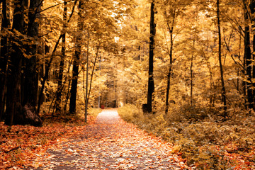 Obraz premium Landscape with road with fallen leaves in autumn yellow Park