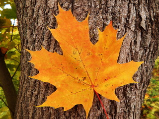 Yellow leaf on tree bark background