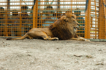 サファリパーク