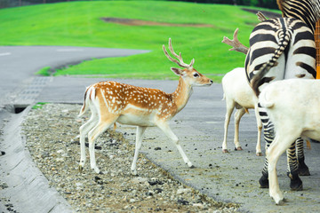 サファリパーク