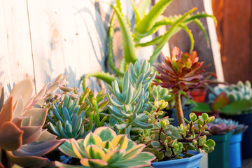 Obraz premium Collection of succulents, echeverias, sedums and other houseplants