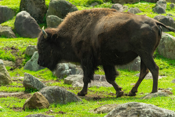 Fototapeta premium サファリパーク