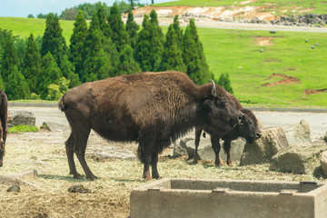 サファリパーク