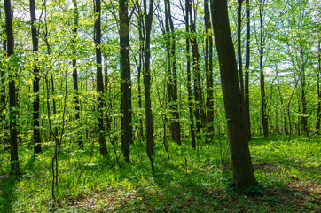 Forest trees. nature green wood sunlight backgrounds