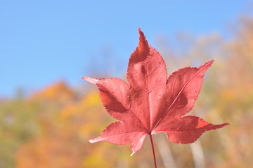 Red maple leaves on a background of blue sky, holiday concept.