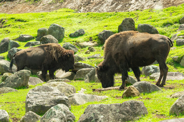 サファリパーク