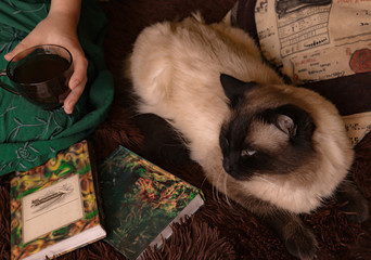 Cozy reading poetry books on a soft blanket with a cup of hot tea and fluffy cat