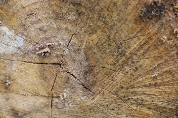 old wood texture