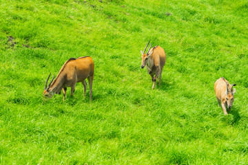 サファリパーク