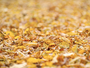 Beautiful Colorful Autumn Leaves Background