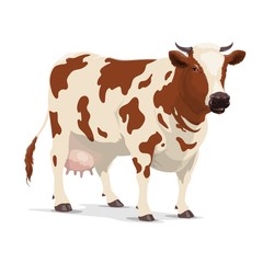 Cow farm animal, white and brown heifer cattle