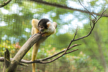 サファリパーク