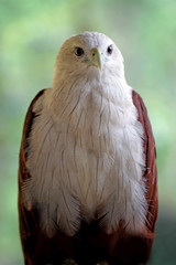 the javan hawk eagle on the branch