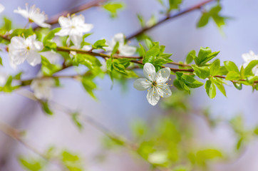 Cherry branch with beautiful background