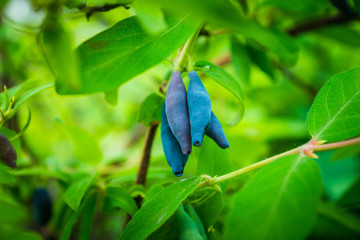 Ripe honeysuckle berries on the bush. Selective focus. Shallow depth of field.