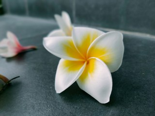 white frangipani flower on wooden background