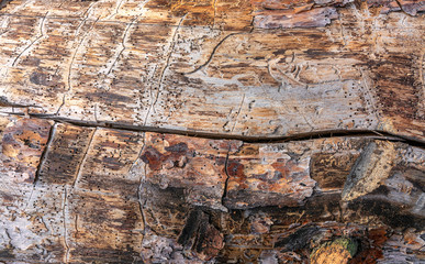 Closeup image of an old wooden board. Shriveled tree trunk. Eaten by a woodworm beetle. Background. Texture.