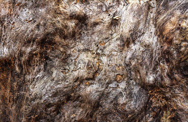 Closeup image of an old wooden board. Shriveled tree trunk. Background. Texture.