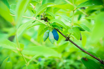 Ripe honeysuckle berries on the bush. Selective focus. Shallow depth of field.