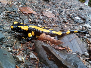 fire salamander on path between stones and leaves Feuersalamander 