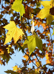 yellowed leaves of  trees on autumn