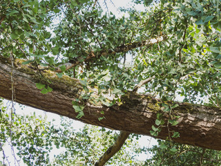 (Ginkgo biloba) Grand arbre d'ornemental le Ginkgo ou Arbre aux quarante écus au tronc à l'écorce craquelée et fissurée, brun gris