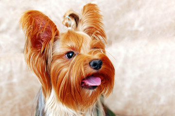 full face portrait of yorkshire terrier with long hair