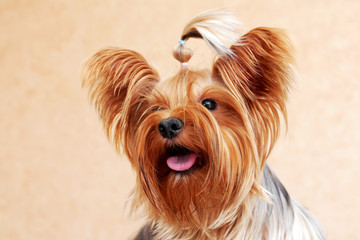 full face portrait of yorkshire terrier with long hair
