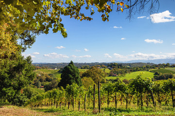 Fototapeta na wymiar Vineyard of the Jurancon wine in French Pyrenees