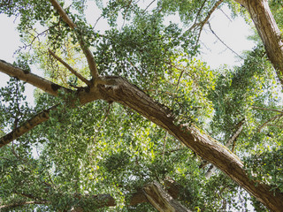 (Ginkgo biloba) Grand arbre d'ornemental le Ginkgo ou Arbre aux quarante écus au tronc à l'écorce craquelée et fissurée, brun gris