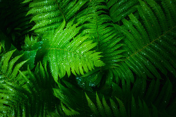 Beautiful fern leaves in the forest. Selective focus.