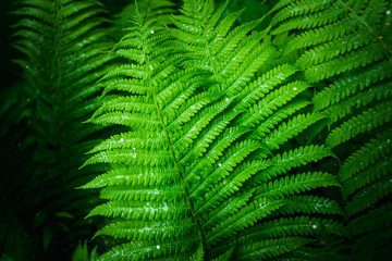 Beautiful fern leaves in the forest. Selective focus.