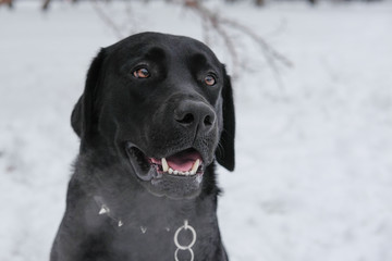 Black Labrador dog looking directly at the camera a sad look. Retriever dark color on snowy street.