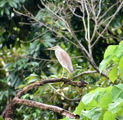 Beautifully patterned heron perched on a dead branch in the jungle