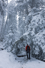 woman with red jacket in snowy forest under some branches of a tree