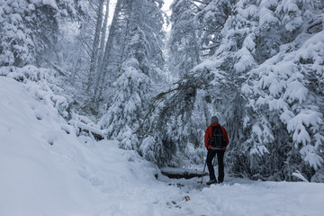 woman with red jacket in snowy forest under some branches of a tree