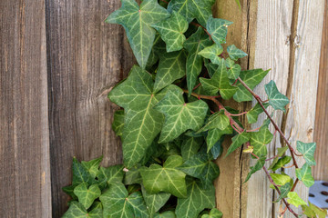 Hedera helix - A wall of common green ivy