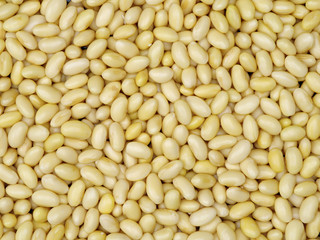 soybean isolated on white background