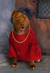 American Pit Bull Terrier dog dressed in a red tee shirt