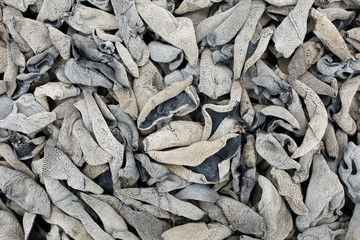 black fungus background