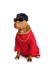 Funny American Pit Bull Terrier dog dressed in a red tee shirt and a cap